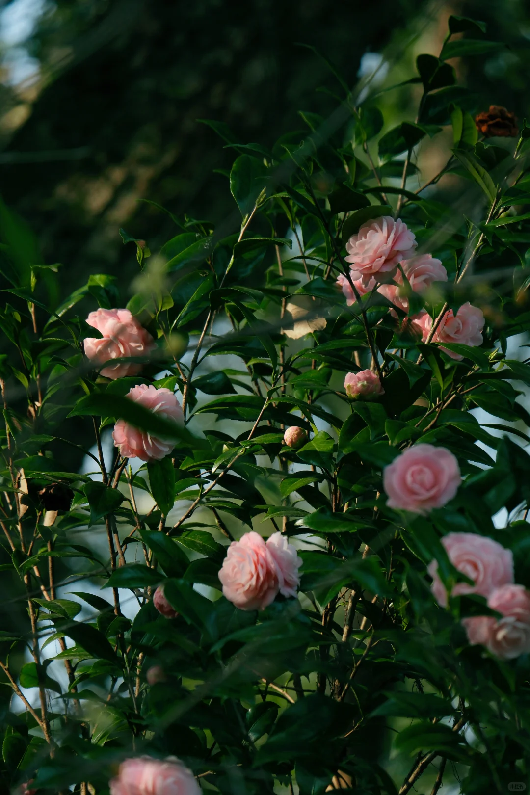 如果来点小雨，就是真正的娇艳欲滴了吧