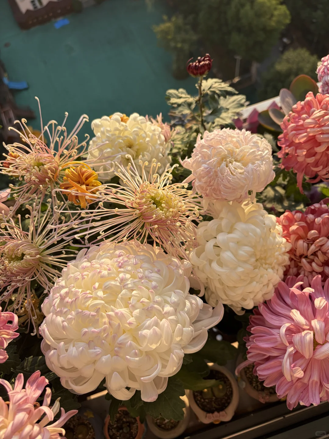 日出拍出了日落的感觉