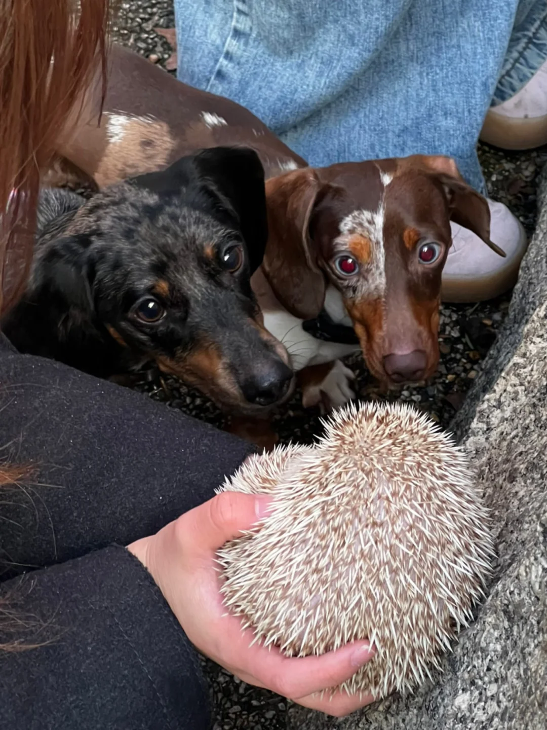 🎄🇬🇧腊肠犬派对 竟混进来此等可爱尤物