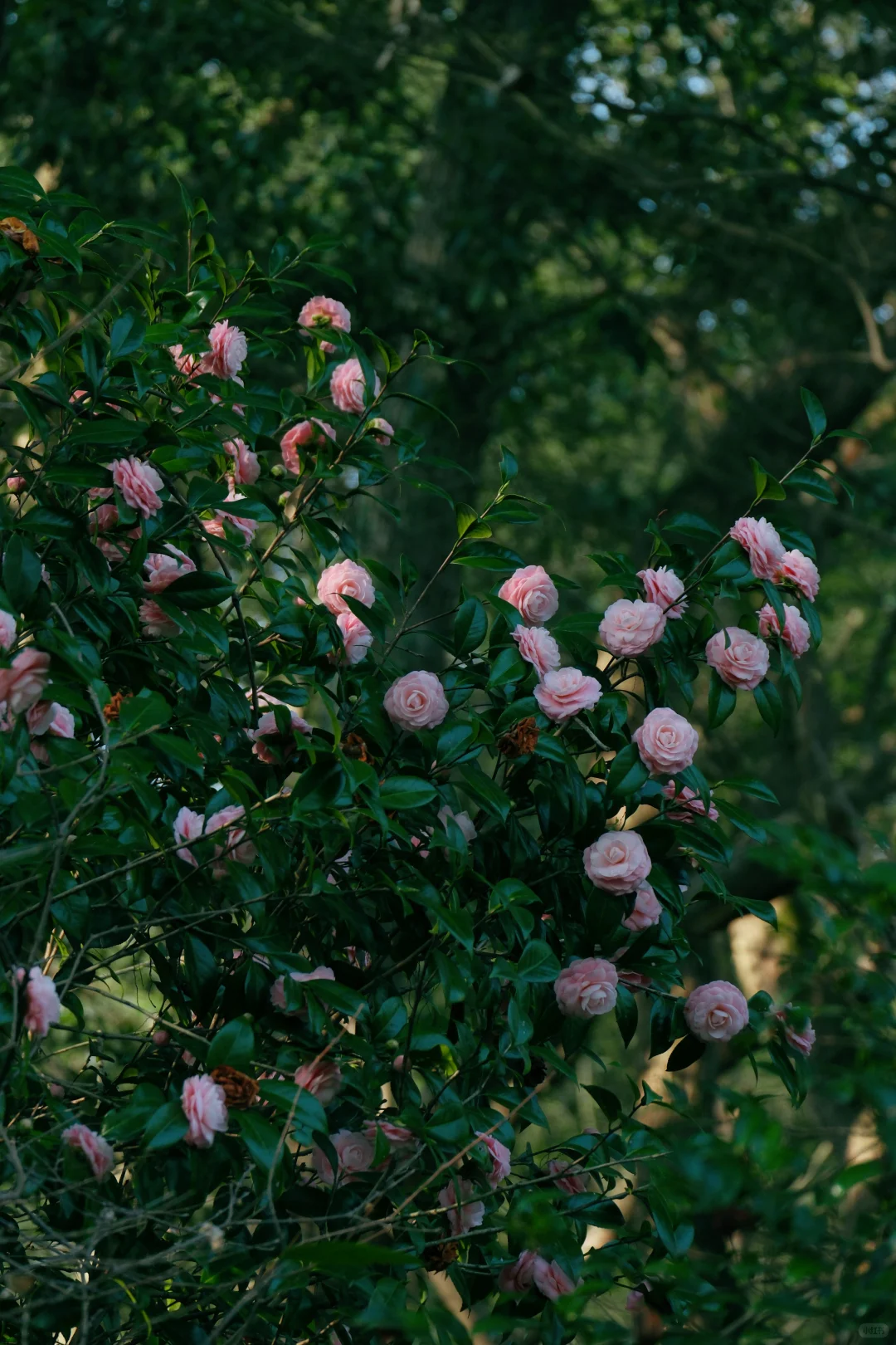 如果来点小雨，就是真正的娇艳欲滴了吧