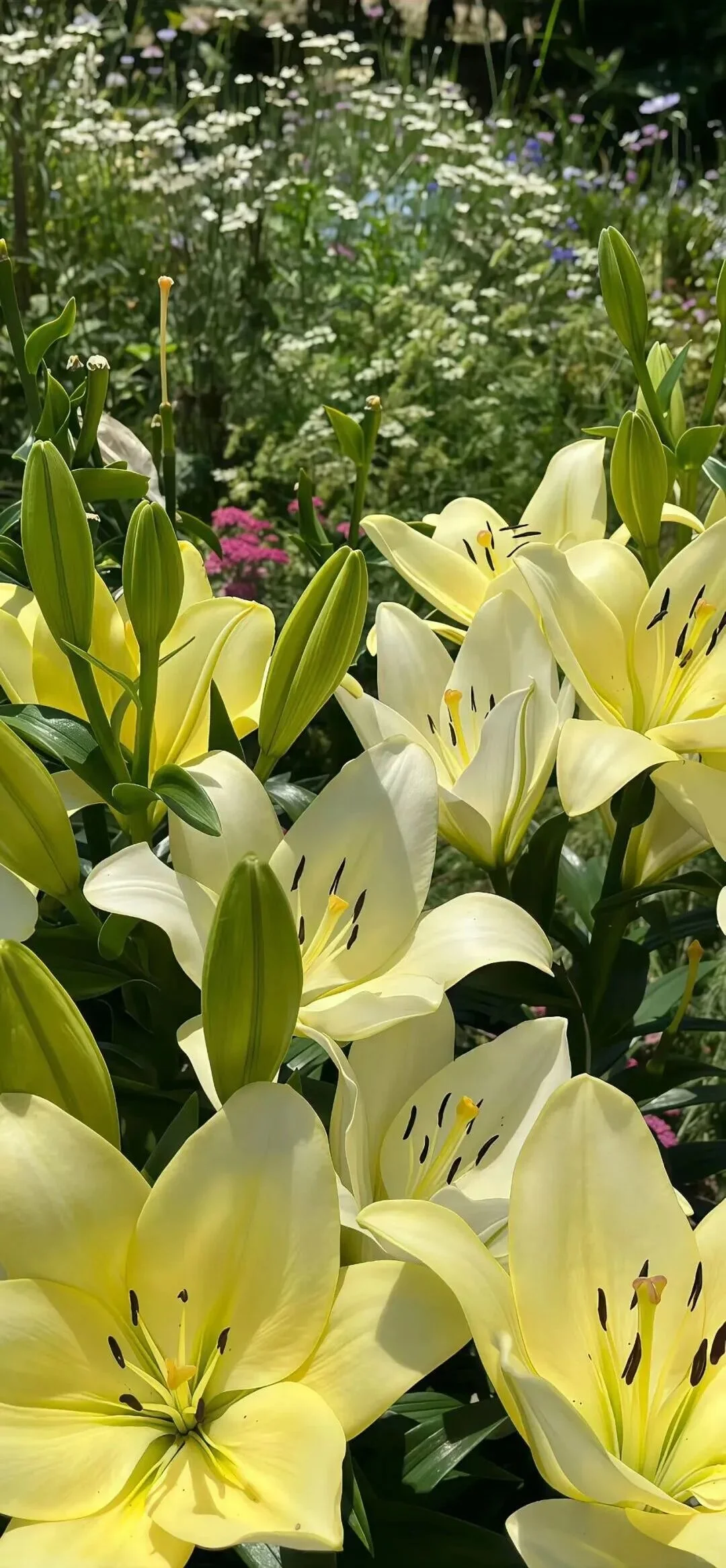 小众又高级的壁纸来啦！🌼