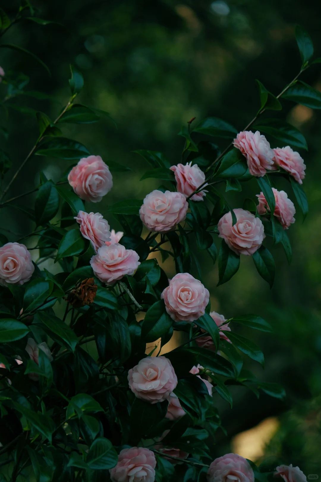 如果来点小雨，就是真正的娇艳欲滴了吧