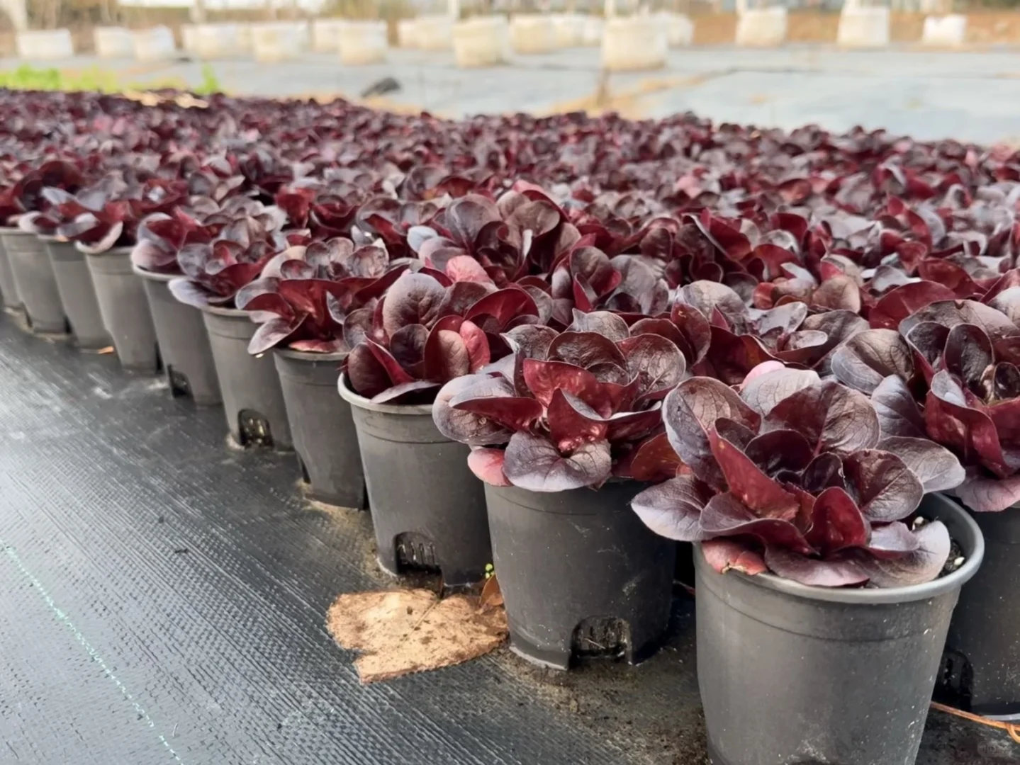 像花一样的紫蝶生菜