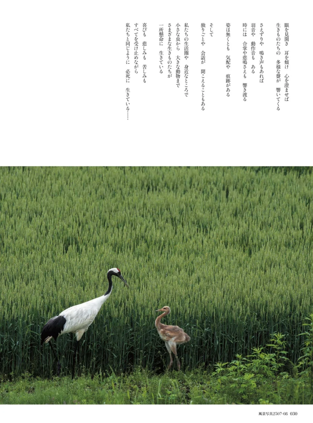 风景写真 25年7&8月刊