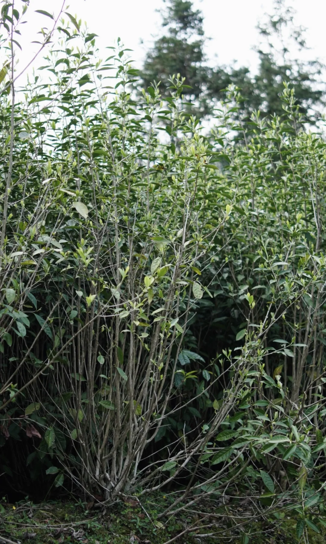 福鼎白茶 | 野白🍃❤️寿眉