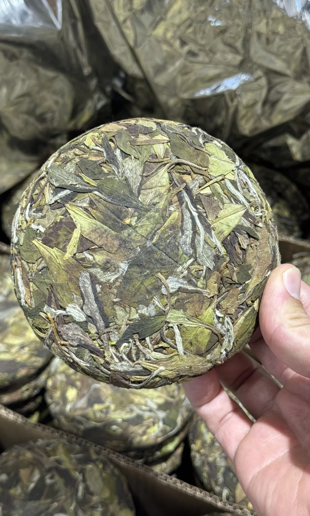 福鼎白茶 | 野白🍃❤️寿眉