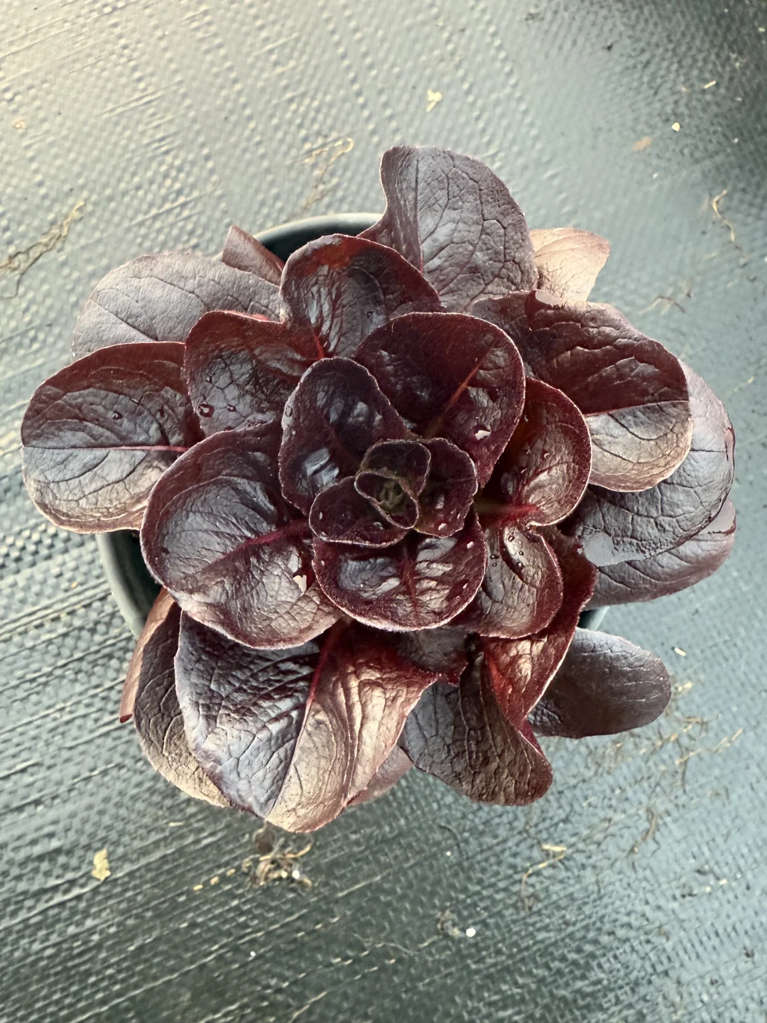 像花一样的紫蝶生菜