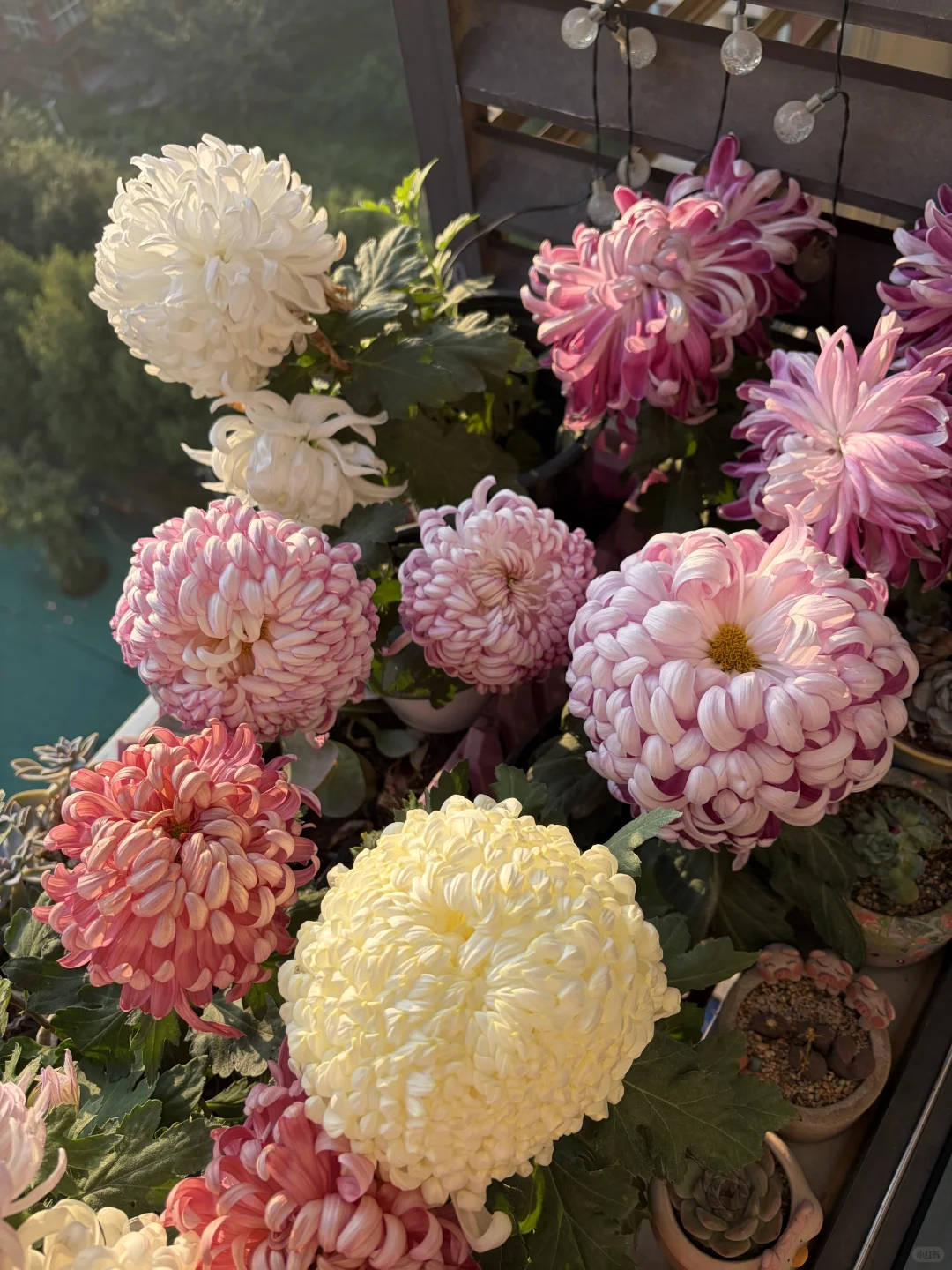 日出拍出了日落的感觉