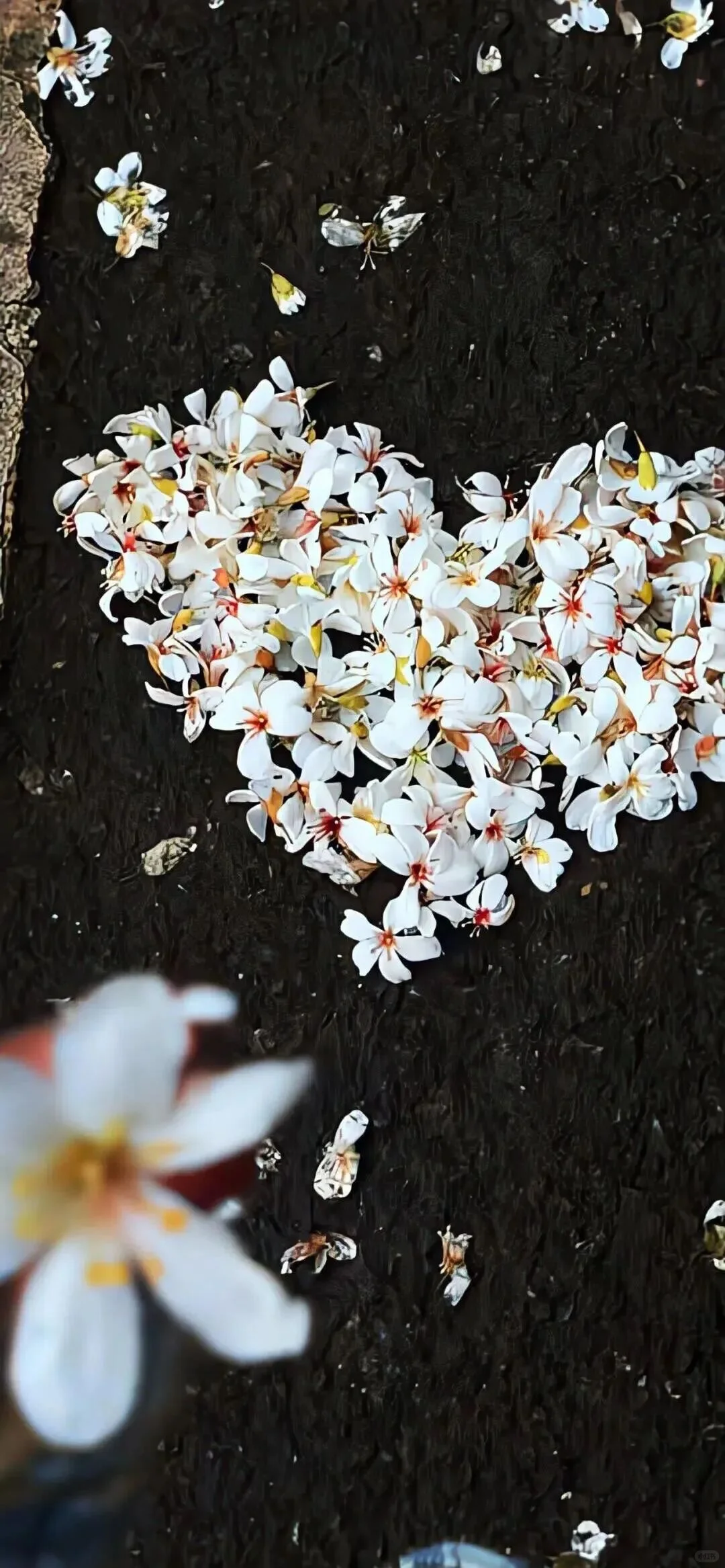 小众又高级的壁纸来啦！🌼