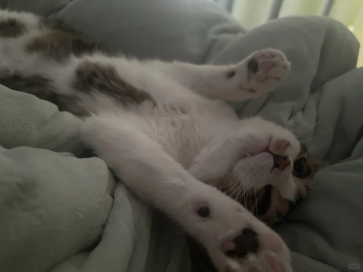 天呐天呐，我床上竟有此等尤物