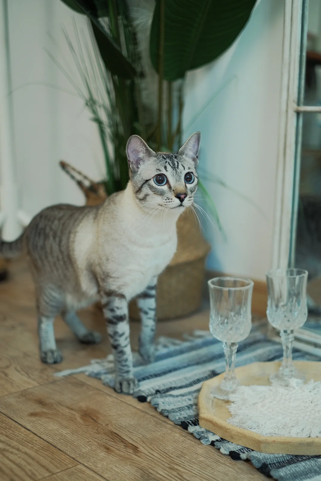 做我的猫 🐈｜上海轻私房写真