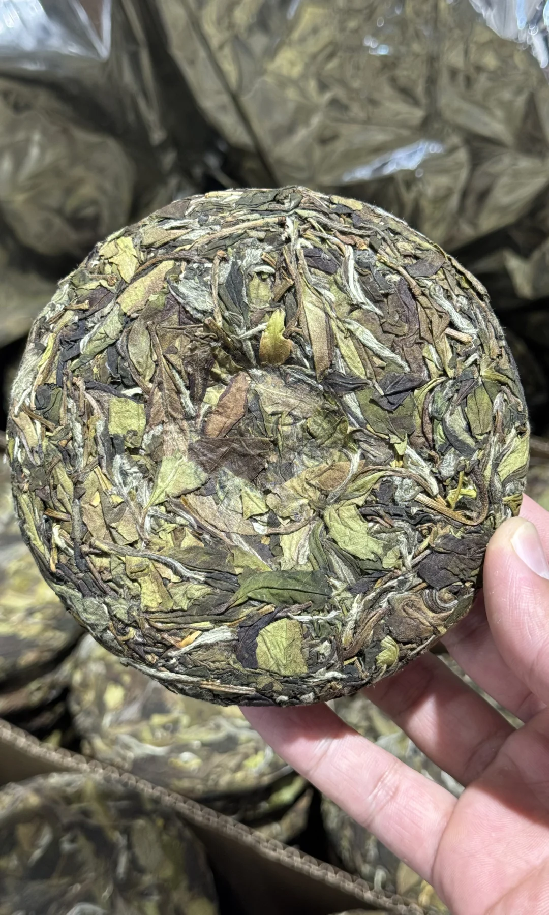 福鼎白茶 | 野白🍃❤️寿眉