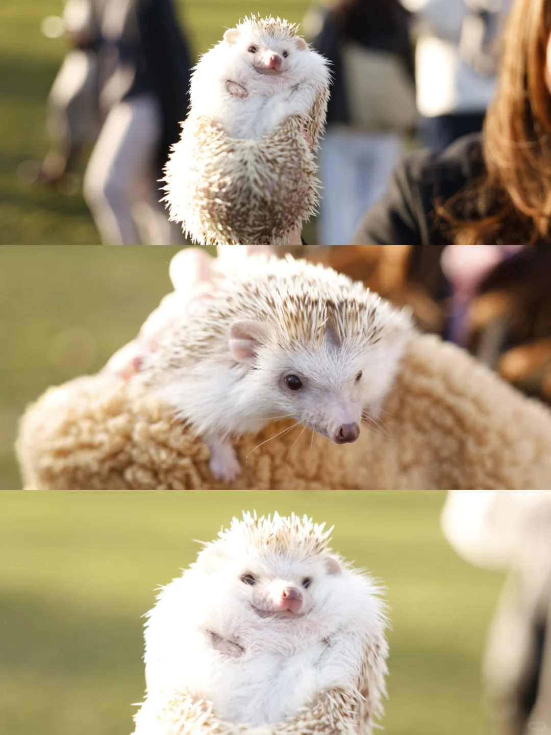 🎄🇬🇧腊肠犬派对 竟混进来此等可爱尤物