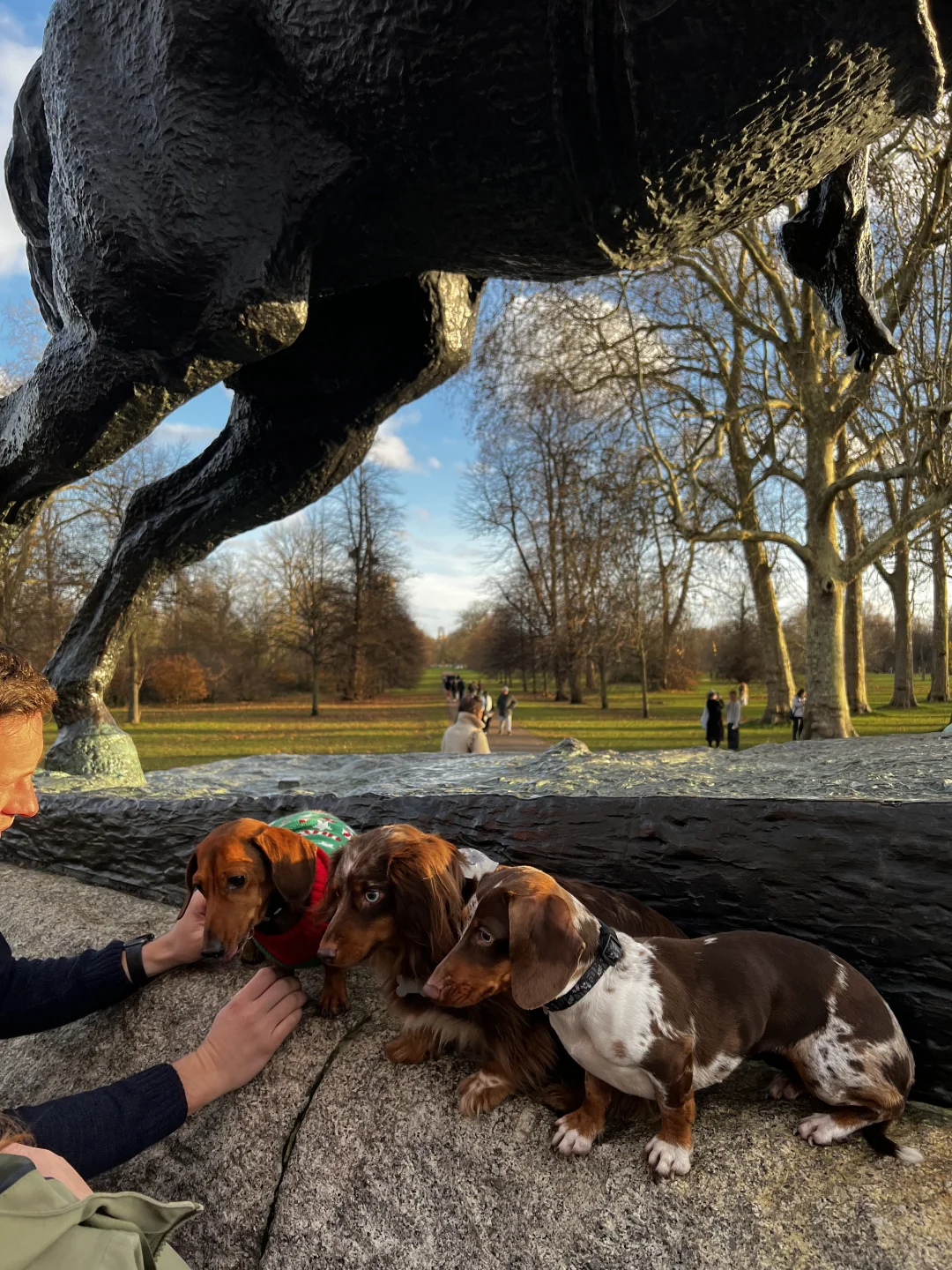 🎄🇬🇧腊肠犬派对 竟混进来此等可爱尤物