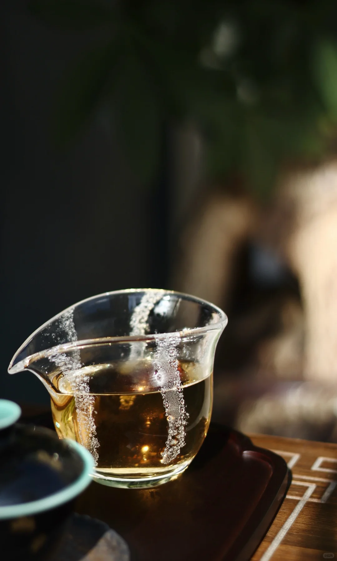 福鼎白茶 | 野白🍃❤️寿眉