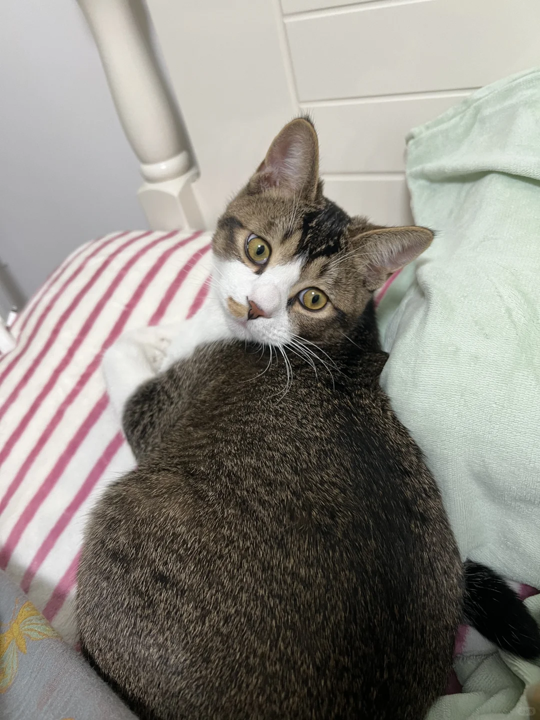 天呐天呐，我床上竟有此等尤物