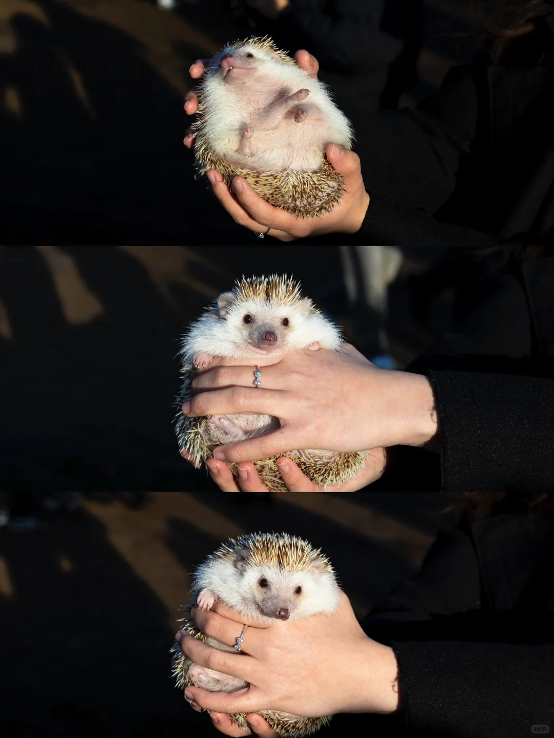 🎄🇬🇧腊肠犬派对 竟混进来此等可爱尤物