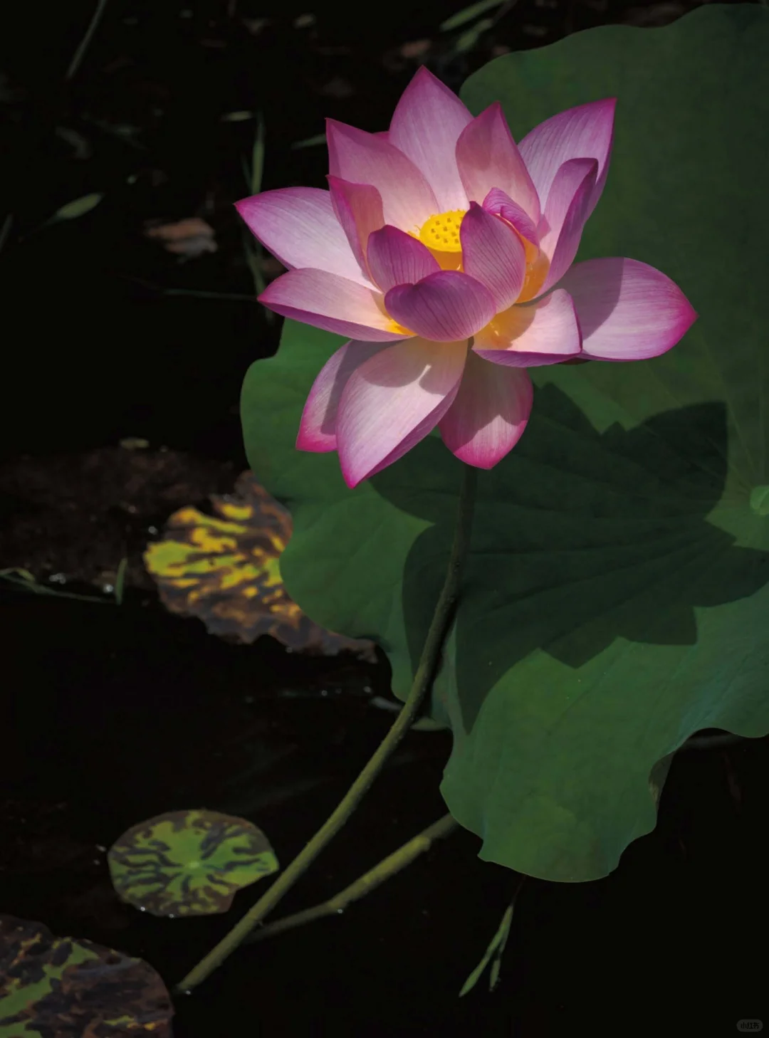 风景写真 25年7&8月刊