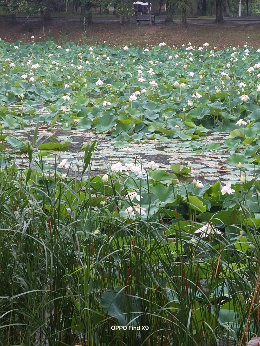 雨中荷韵，诗意悠然 🌧️