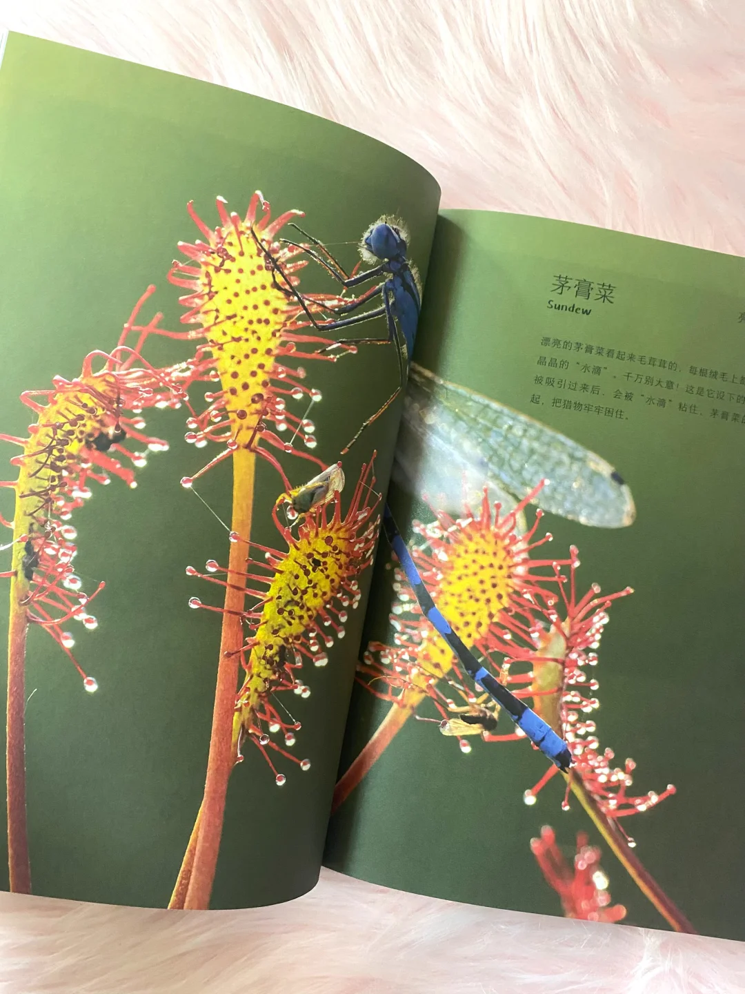 60w妈妈认可的作品续集，让孩子喜欢上科普！