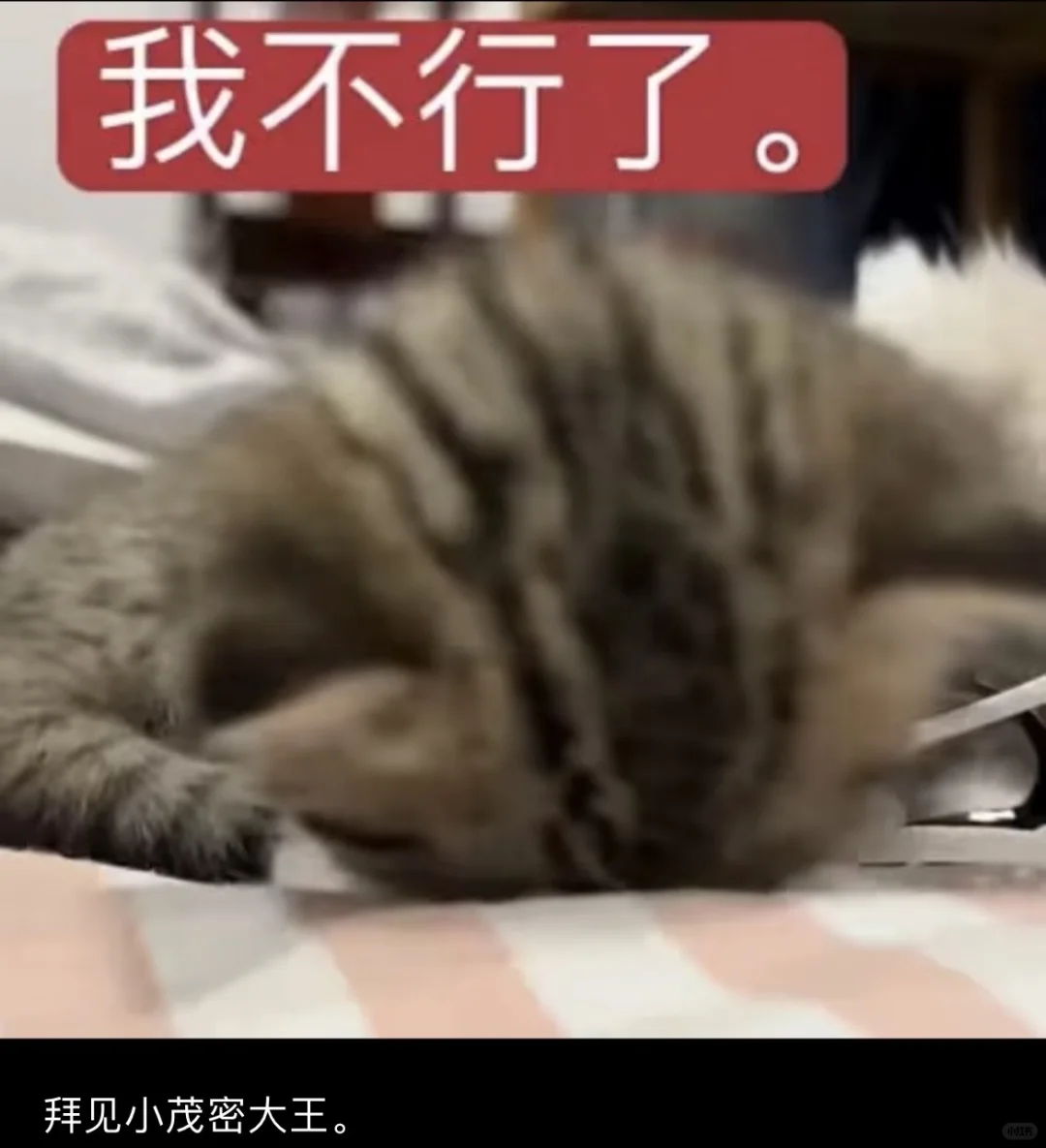 人夫黎深会把老婆发的表情包存在相册