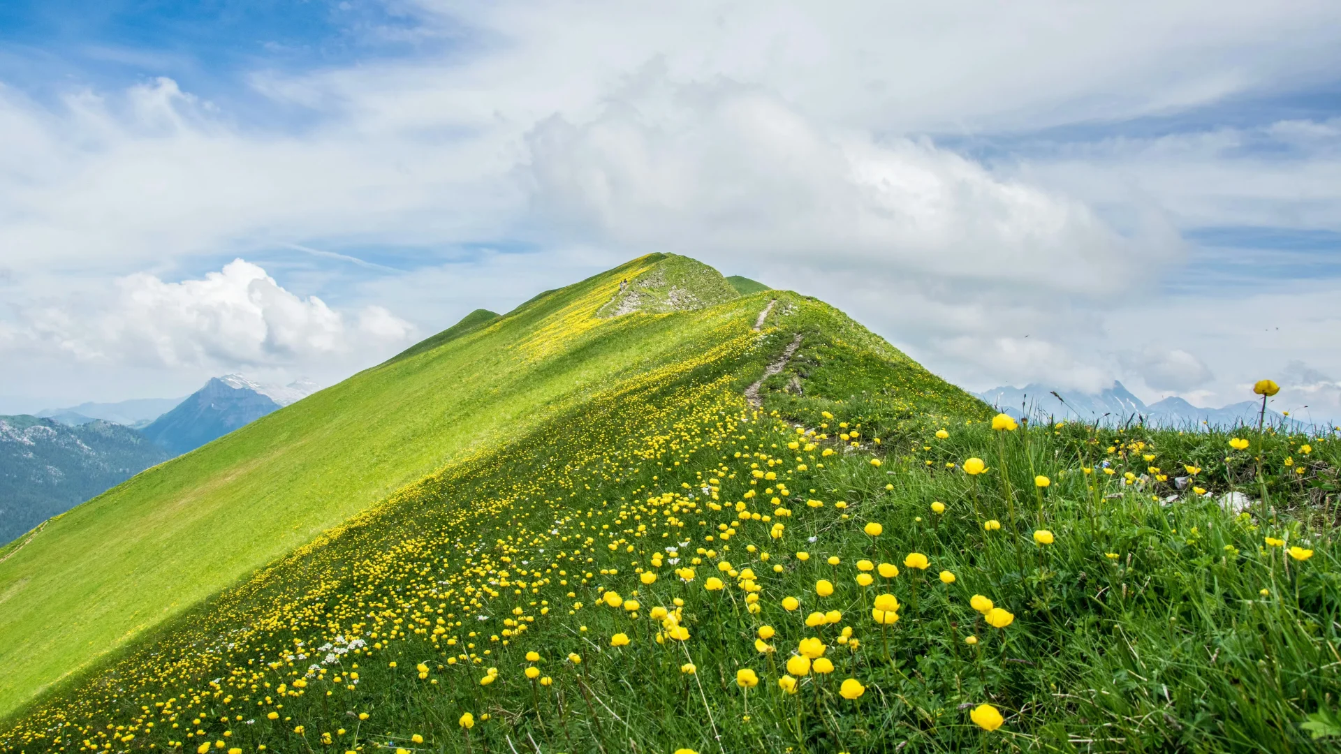 电脑ipad壁纸丨换个绿色壁纸吧