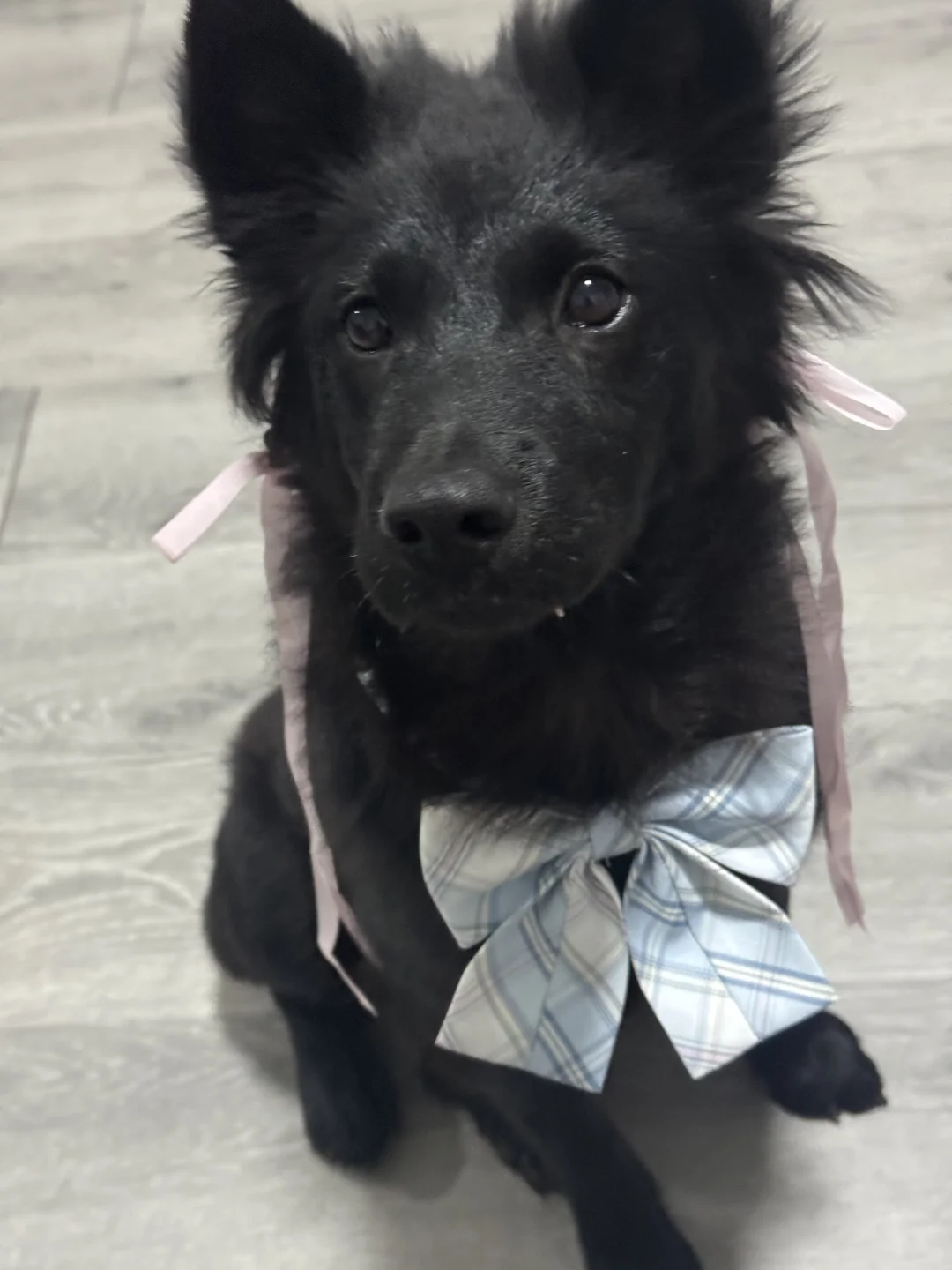 谁还不是歌超级无敌美少女呢