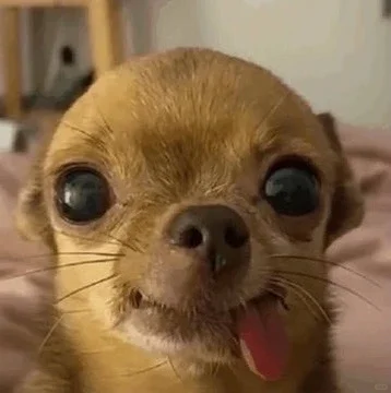 抽象但好用的聊天表情包