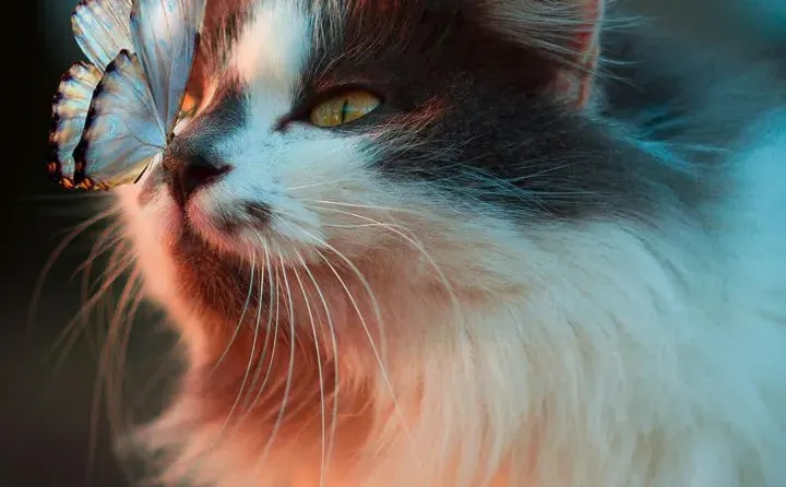 𝐒𝐡𝐚𝐫𝐞｜iPhone壁纸272期