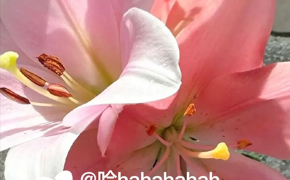 🦋sʜᴀʀᴇ·壁纸 粉色浪漫百合🌸