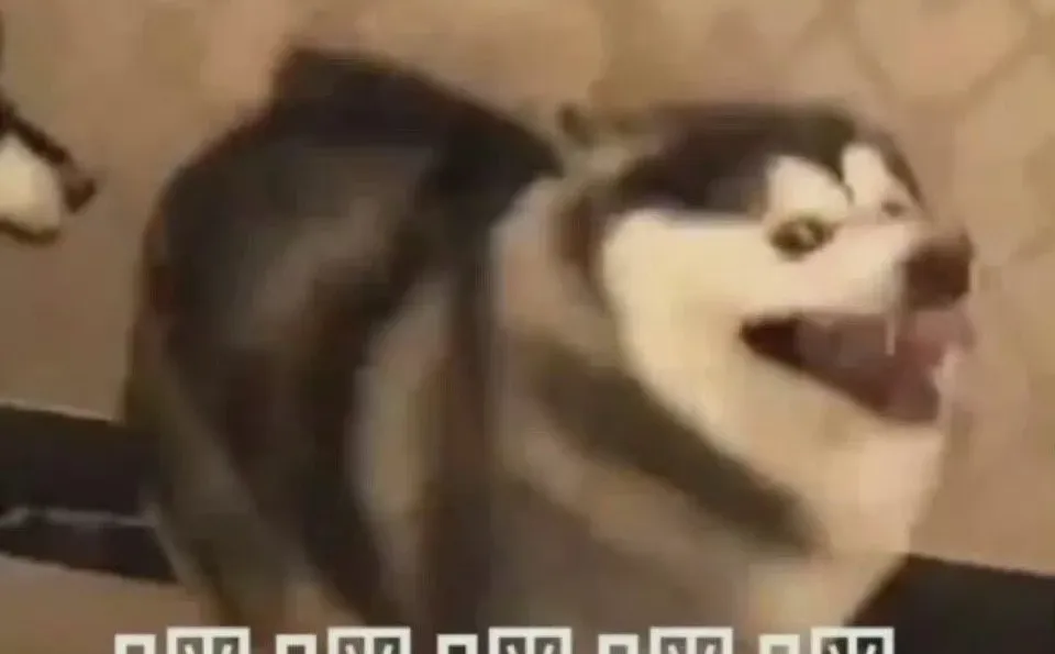 汇总一些肖战抽象猫猫狗狗表情包大户🤣