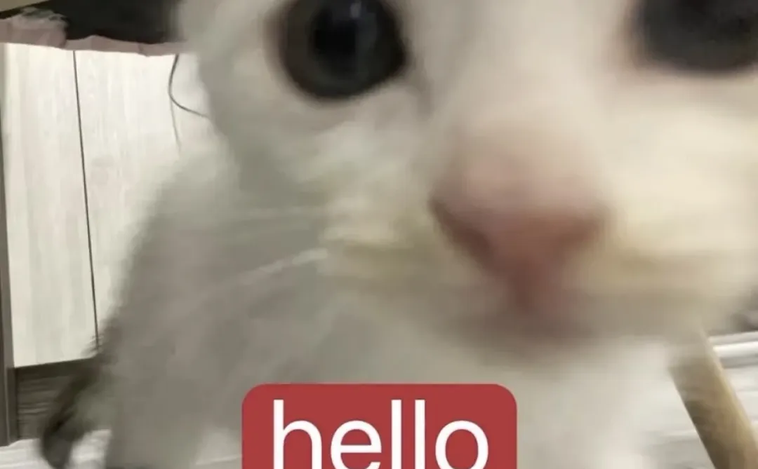 人夫黎深会把老婆发的表情包存在相册