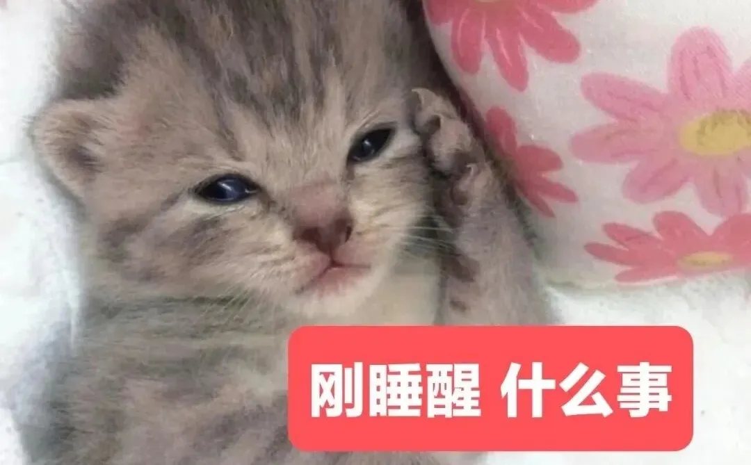 审美积累——小猫表情包