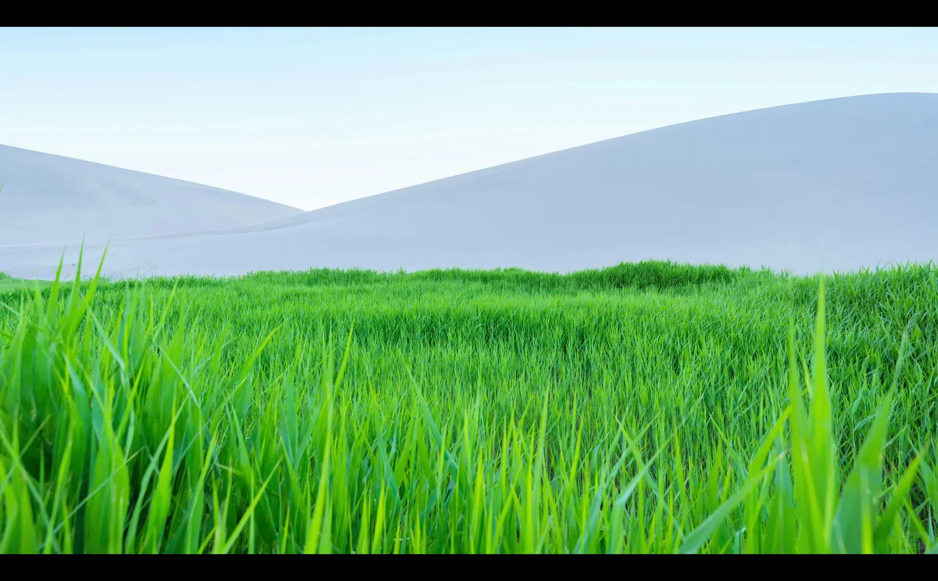 电脑ipad壁纸丨换个绿色壁纸吧