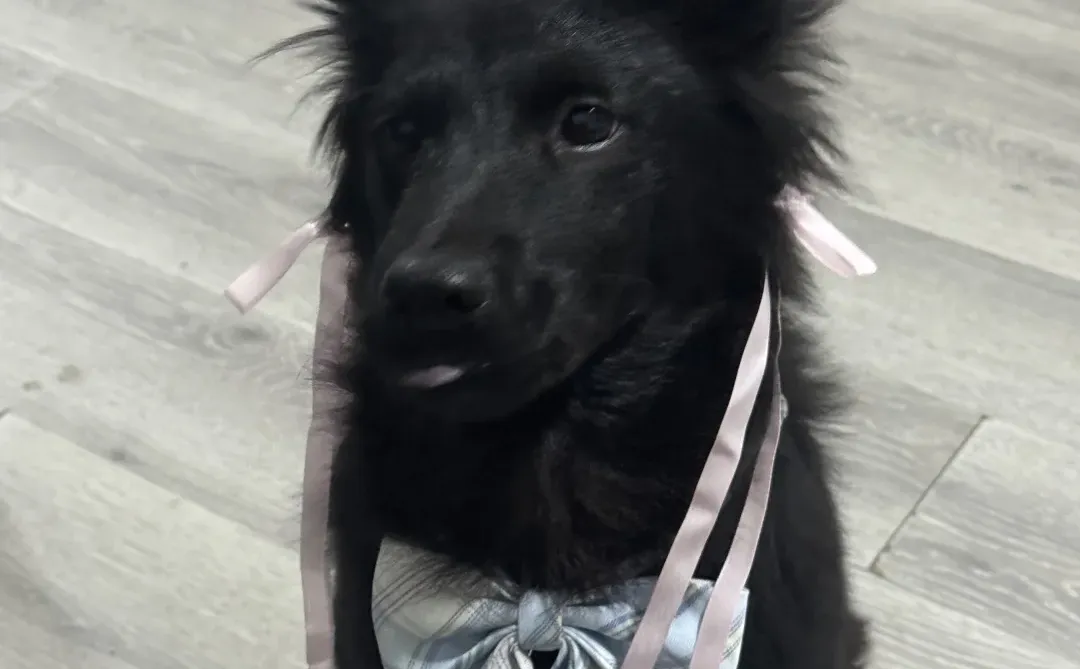 谁还不是歌超级无敌美少女呢