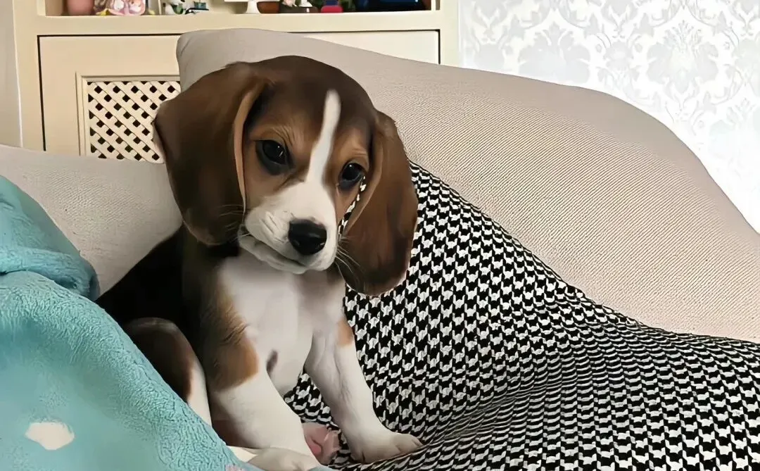 家人们😁iPad壁纸分享来了哦😐