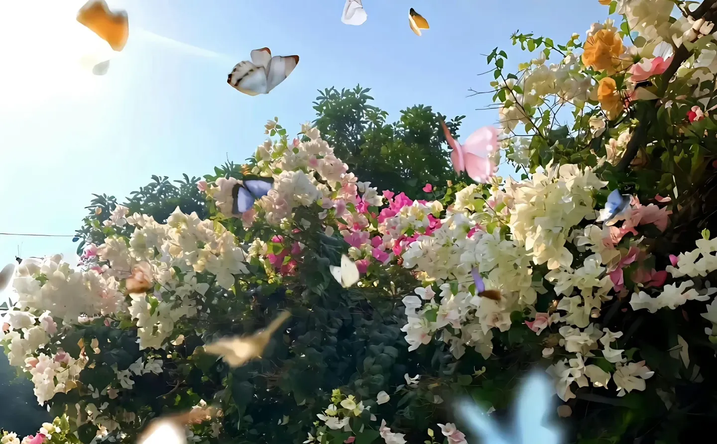 是好看的｜iPad/电脑壁纸呀