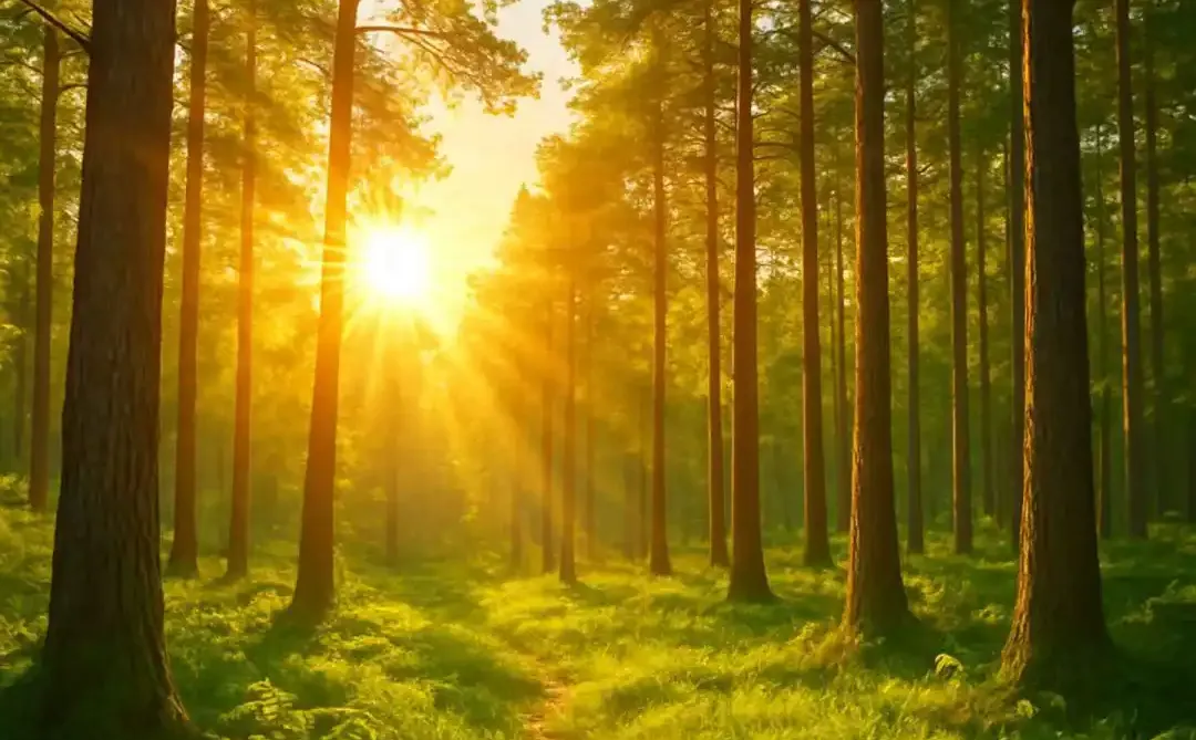 日出森林，五行补火。头像