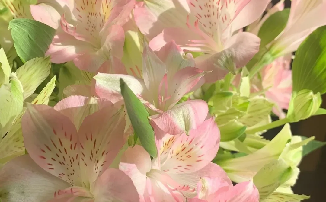 审美积累｜粉绿色｜壁纸头像背景图分享13