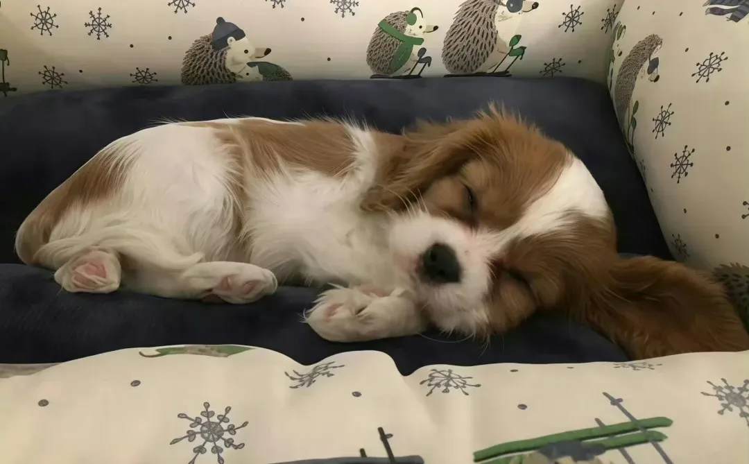 🥯宝宝，你爱的壁纸它来了~