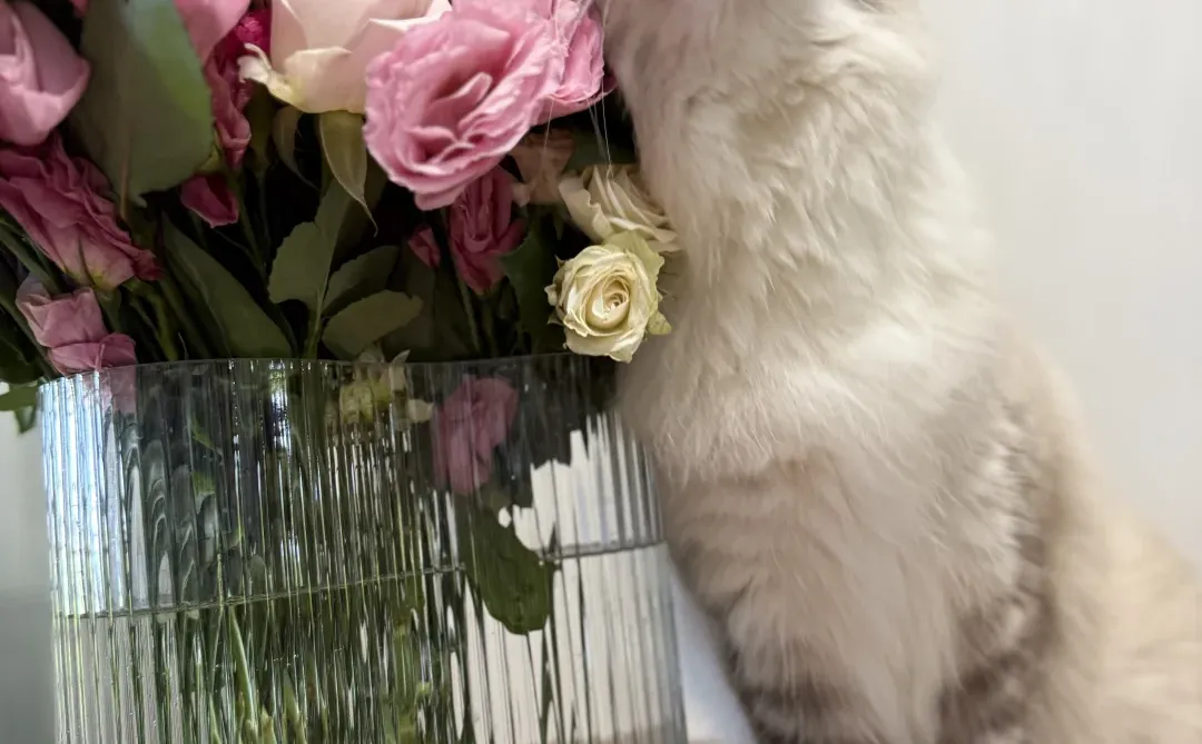 小姑娘家家就是娇