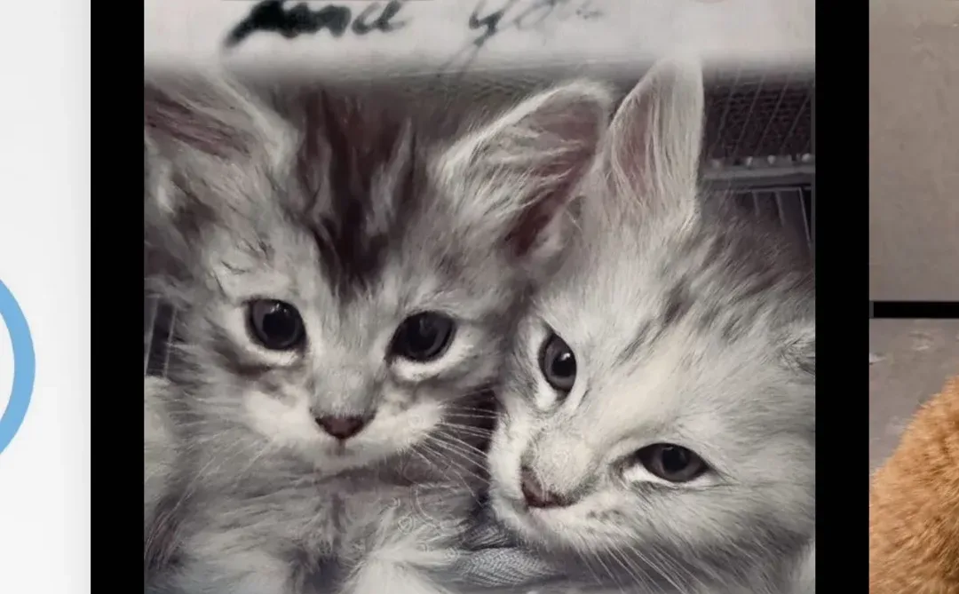 好萌一壁纸🐱៸៸᳐⦁⩊<៸៸᳐ ੭ﾞ🐾