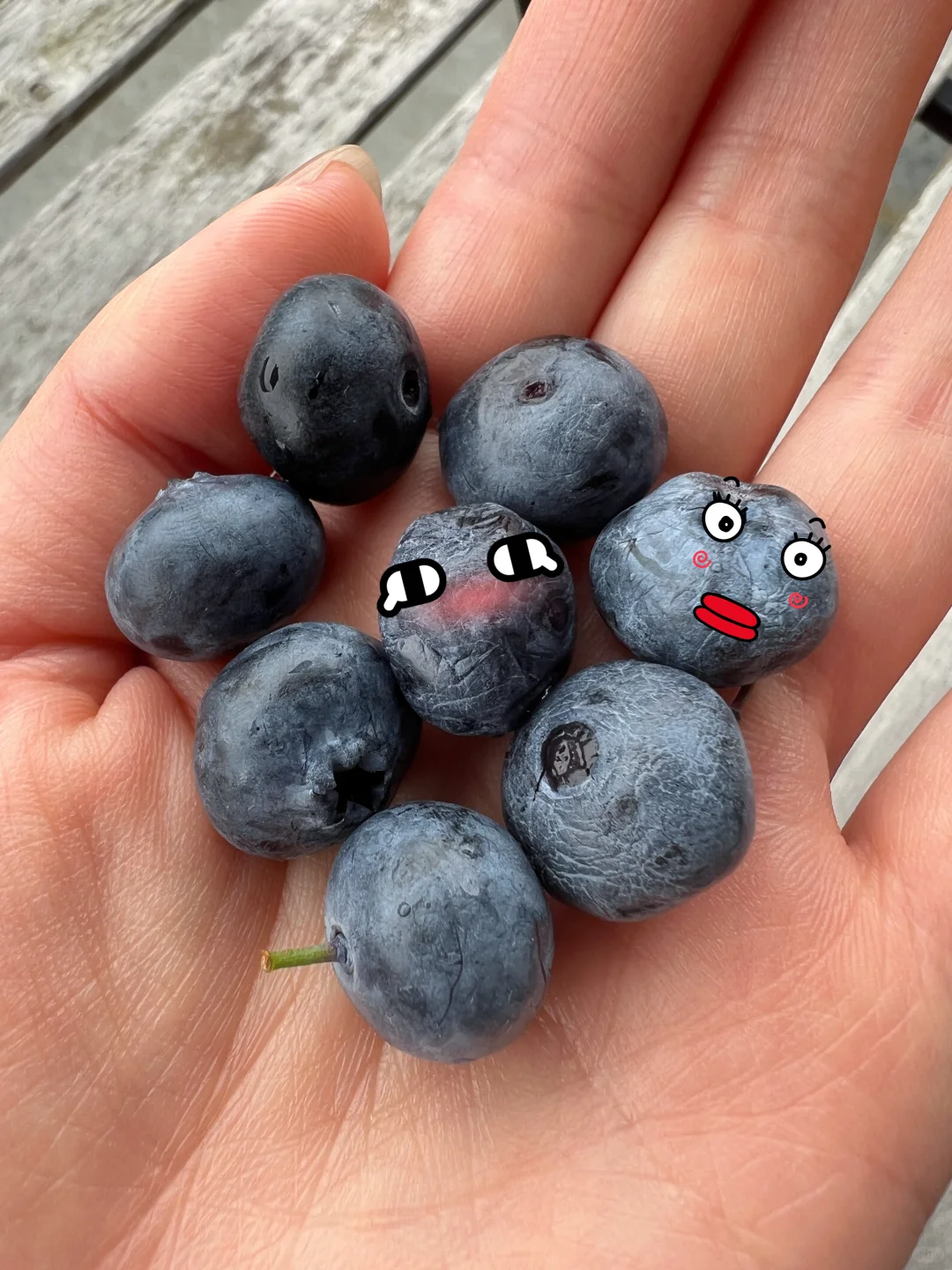 夏天要溜走啦！再不摘蓝莓分分钟蔫成表情包