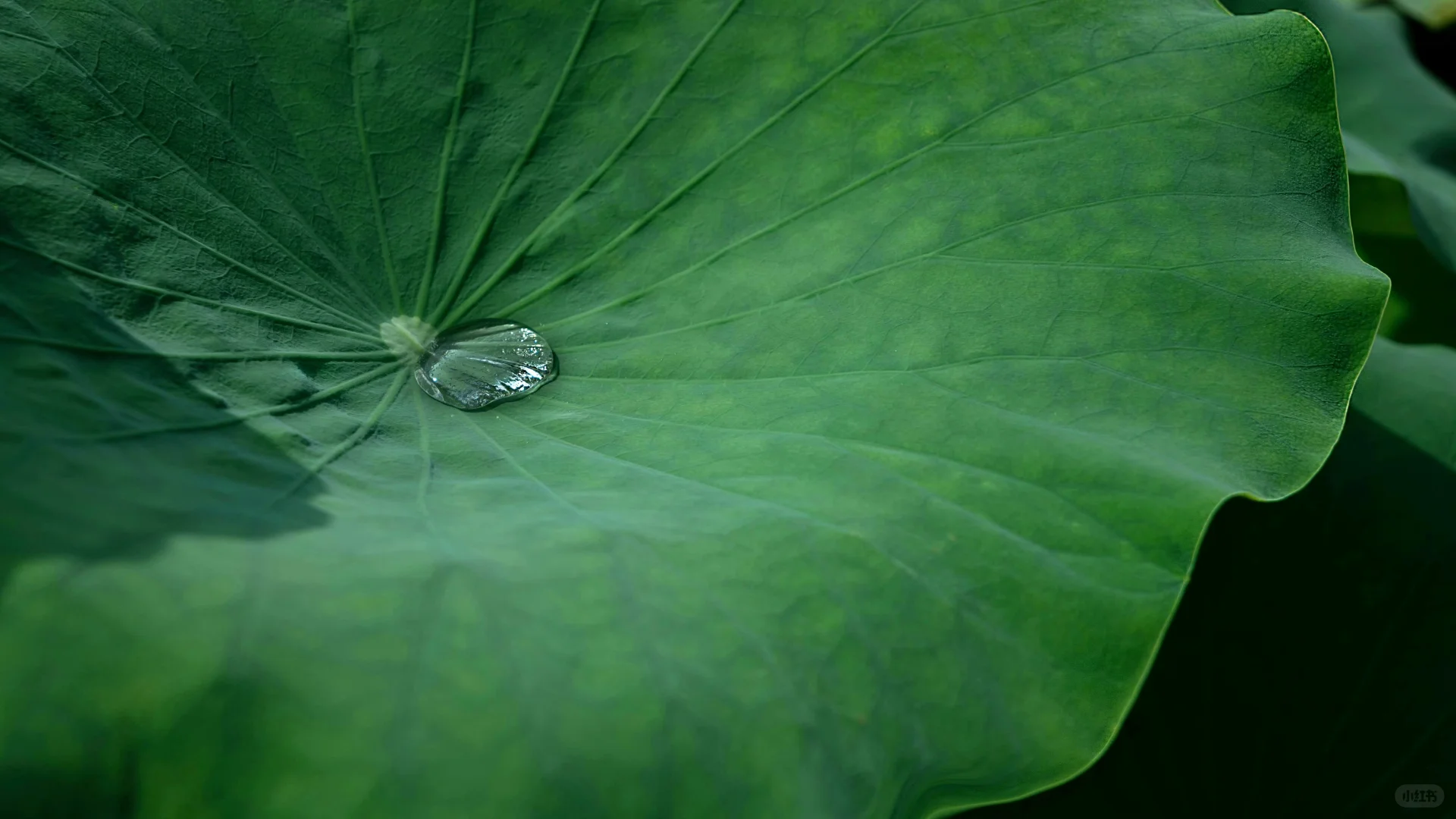 电脑ipad壁纸丨换个绿色壁纸吧