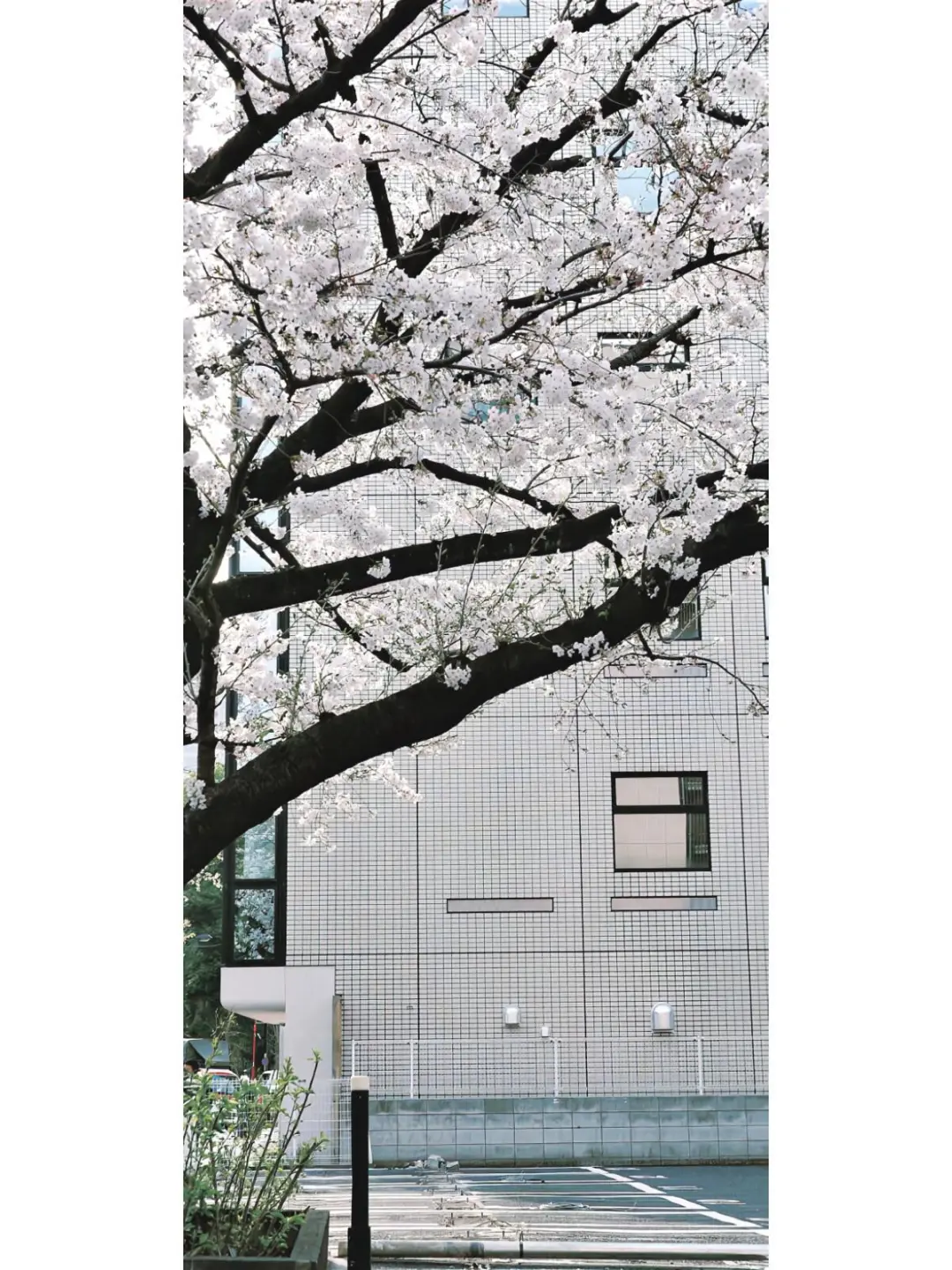 Share｜冬日壁纸