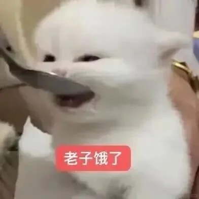 审美积累——小猫表情包