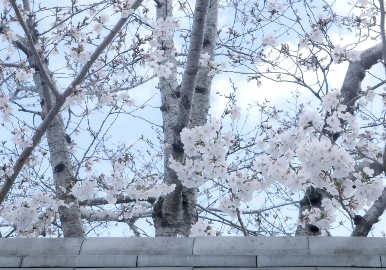 是好看的｜iPad/电脑壁纸呀