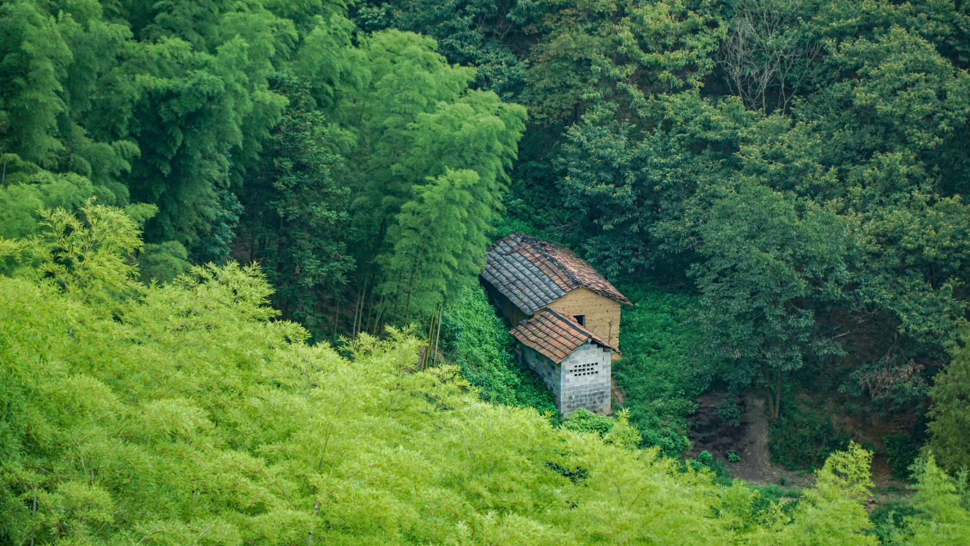电脑ipad壁纸丨换个绿色壁纸吧