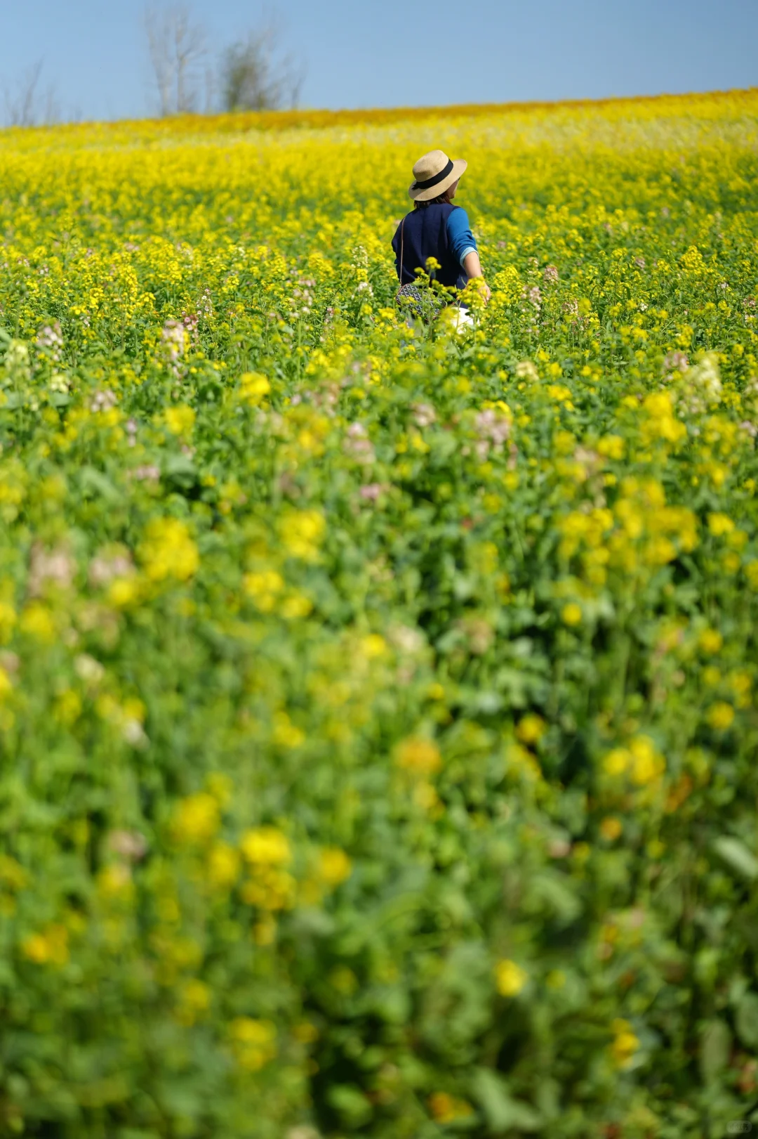 真的可以称之为花“海”的一组油菜花照片