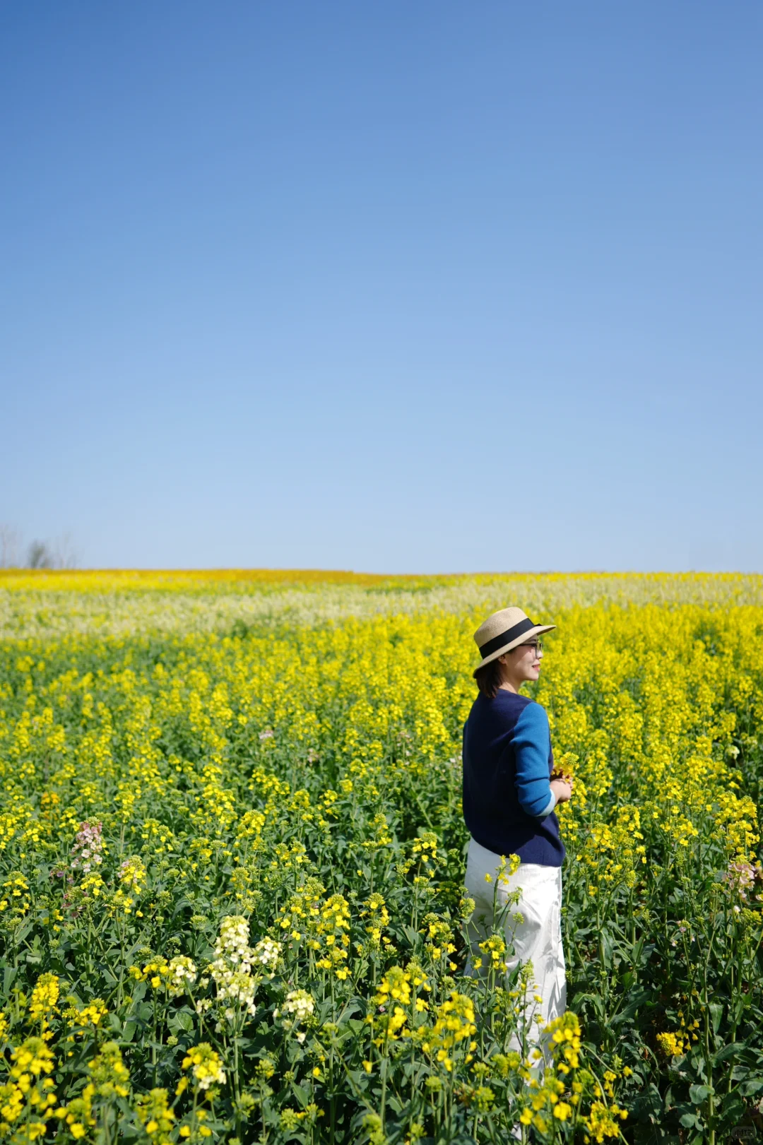 真的可以称之为花“海”的一组油菜花照片